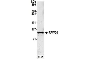 anti-Ring Finger and WD Repeat Domain 3 (RFWD3) (AA 724-774) antibody