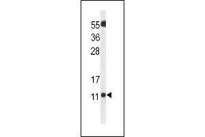 Western blot analysis of SH3BGRL3 Antibody (Center) (ABIN653250 and ABIN2842774) in Neuro2a cell line lysates (35 μg/lane). (SH3BGRL3 Antikörper  (AA 24-52))