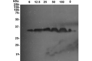 Image no. 1 for anti-GLU I (PR-2) antibody (ABIN190719) (GLU I (PR-2) Antikörper)