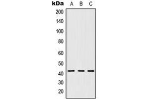 Western blot analysis of 5-HT1D expression in MCF7 (A), Raw264. (5HT1D Antikörper  (Center))