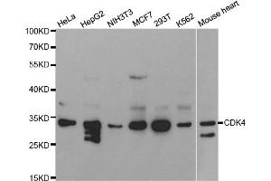 Western blot analysis of extracts of various cell lines, using CDK4 antibody (ABIN5970141) at 1/1000 dilution. (CDK4 Antikörper  (Center))