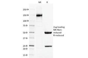 SDS-PAGE Analysis of Purified, BSA-Free Thrombomodulin Antibody (clone THBD/1591). (Thrombomodulin Antikörper  (AA 69-194))
