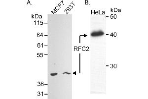 Western Blotting (WB) image for anti-Replication Factor C (Activator 1) 2, 40kDa (RFC2) (AA 1-50) antibody (ABIN7449281)