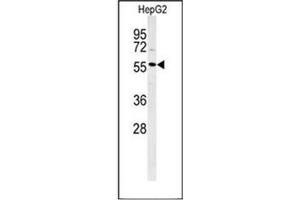 Western blot analysis of POLL Antibody (C-term) in HepG2 cell line lysates (35ug/lane).