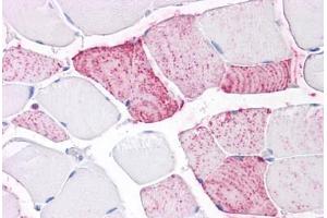 Anti-PTPRA antibody IHC staining of human skeletal muscle. (PTPRA Antikörper  (Extracellular Domain))