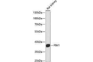 Western blot analysis of extracts of rat kidney, using PIM1 antibody (ABIN6128455, ABIN6145653, ABIN6145655 and ABIN6213647) at 1:3000 dilution. (PIM1 Antikörper  (AA 1-313))