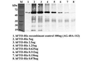 Immunoprecipitation of recombinant human FTO using anti-FTO (human), mAb (FT86-4) . (FTO Antikörper)