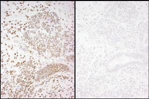 anti-RNA Polymerase II (pSer2) antibody
