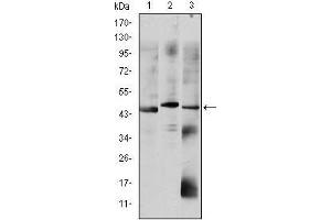 Western blot analysis using OTX2 mouse mAb against HepG2 (1), Jurkat (2), and NTERA-2 (3) cell lysate.