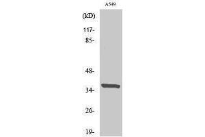 Western Blotting (WB) image for anti-Nuclear Receptor Binding Factor 2 (NRBF2) (Internal Region) antibody (ABIN3176400) (NRBF2 Antikörper  (Internal Region))