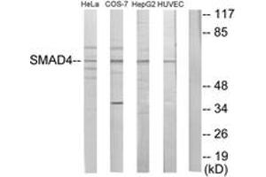 Western blot analysis of extracts from HeLa/COS7/HepG2/HuvEc cells, using Smad4 Antibody.