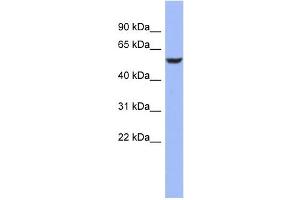 BRUNOL4 antibody used at 1 ug/ml to detect target protein. (CELF4 Antikörper)