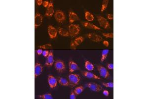 Immunofluorescence analysis of NIH-3T3 cells using Smac/Diablo Rabbit mAb (ABIN7270177) at dilution of 1:100 (40x lens). (DIABLO Antikörper)