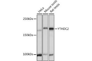Western blot analysis of extracts of various cell lines, using YTHDC2 Rabbit pAb (ABIN7271425) at 1:3000 dilution. (YTHDC2 Antikörper  (AA 1131-1430))