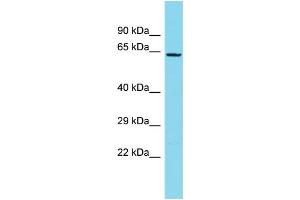 Host: Rabbit Target Name: NDNF Sample Type: MCF7 Whole Cell lysates Antibody Dilution: 1.