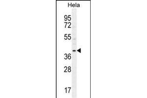 CCNG1 Antibody (N-term) (ABIN654893 and ABIN2844543) western blot analysis in Hela cell line lysates (35 μg/lane). (Cyclin G1 Antikörper  (N-Term))