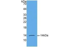Detection of Recombinant AMH, Human using Monoclonal Antibody to Anti-Mullerian Hormone (AMH) (AMH Antikörper  (AA 453-560))