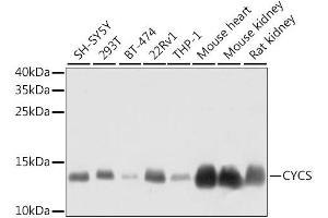 Western blot analysis of extracts of various cell lines, using CYCS antibody. (Cytochrome C Antikörper  (AA 1-105))