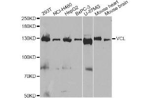 Western blot analysis of extracts of various cell lines, using VCL antibody (ABIN5970881) at 1/1000 dilution. (Vinculin Antikörper)