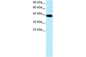 Western Blotting (WB) image for anti-Zfp-1 antibody (ABIN2460247) (Zfp-1 Antikörper)