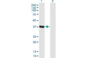 Western Blot analysis of DPPA4 expression in transfected 293T cell line by DPPA4 MaxPab polyclonal antibody. (DPPA4 Antikörper  (AA 1-304))