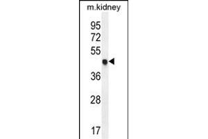 CDKN1C Antibody (N-term) (ABIN654899 and ABIN2844548) western blot analysis in mouse kidney tissue lysates (35 μg/lane). (CDKN1C Antikörper  (N-Term))