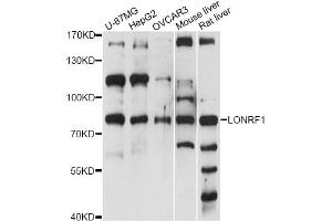 Western blot analysis of extracts of various cell lines, using LONRF1 antibody (ABIN6290568) at 1:1000 dilution. (LONRF1 Antikörper)