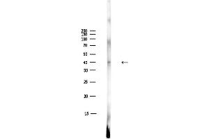 Western blot analysis of lysates from Mouse liver, using IKB alpha Antibody at 1/1000 dilution.