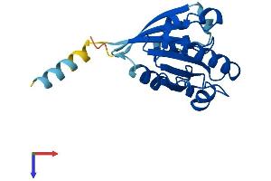 ARL8A Protein (AA 1-186) (His tag)