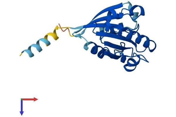 ARL8A Protein (AA 1-186) (His tag)