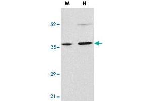 Western blot analysis of ENDOG in mouse (M) NIH/3T3 and human (H) HepG2 cell lysates with ENDOG polyclonal antibody  at 2 ug/mL . (Endonuclease G Antikörper  (N-Term))