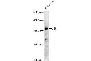 Western blot analysis of extracts of Rat spleen, using USF1 antibody (ABIN7271229) at 1:500 dilution. (USF1 Antikörper)