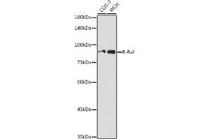 Western blot analysis of extracts of various cell lines, using B-Raf antibody (ABIN3017123, ABIN3017124, ABIN3017125 and ABIN6219967) at 1:500 dilution. (BRAF Antikörper)