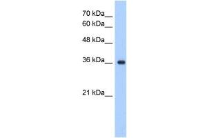 ELOVL7 antibody used at 1. (ELOVL7 Antikörper)
