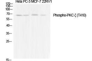 Western Blot (WB) analysis of specific cells using Phospho-PKC zeta (T410) Polyclonal Antibody. (PKC zeta Antikörper  (pThr410))