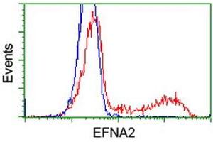 HEK293T cells transfected with either RC213728 overexpress plasmid (Red) or empty vector control plasmid (Blue) were immunostained by anti-EFNA2 antibody (ABIN2452976), and then analyzed by flow cytometry. (Ephrin A2 Antikörper)