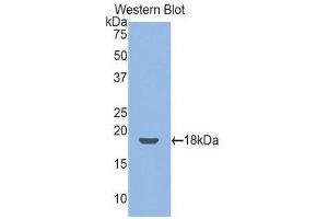 Western Blotting (WB) image for anti-Thrombomodulin (THBD) (AA 31-167) antibody (ABIN1173039)