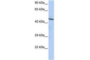 Image no. 1 for anti-Zinc Finger Protein 830 (ZNF830) (AA 72-121) antibody (ABIN6742650) (CCDC16 Antikörper  (AA 72-121))