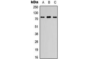 Western blot analysis of FIGNL1 expression in HEK293T (A), Raw264.