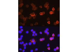 Immunofluorescence (IF) image for anti-CD14 (CD14) (AA 20-330) antibody (ABIN6138114)