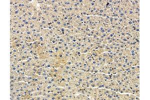 ABIN7096621 and ABIN7100685 at 1/100 staining mouse liver tissue by IHC-P. (XRRA1 Antikörper)