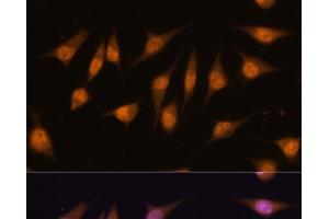 Immunofluorescence analysis of L-929 cells using MYOD1 Polyclonal Antibody at dilution of 1:100.