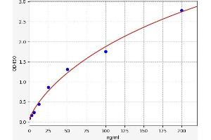 Fibulin 4 (FBLN4) ELISA Kit