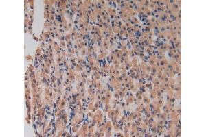 Used in DAB staining on fromalin fixed paraffin- embedded stomach tissue (LIPG Antikörper  (AA 203-471))