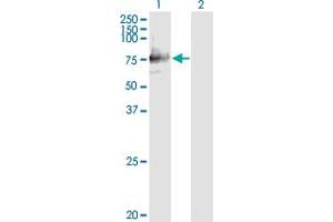 Western Blot analysis of SIGLEC12 expression in transfected 293T cell line by SIGLEC12 monoclonal antibody (M01), clone 1D1. (SIGLEC12 Antikörper  (AA 503-595))