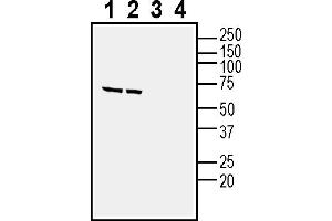Western blot analysis of human SH-SY5Y neuroblastoma cell line lysate (lanes 1 and 3) and human  MG glioblastoma cell line lysate (lanes 2 and 4):1-2. (NPBWR1 Antikörper  (Intracellular))