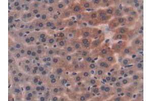 IHC-P analysis of Mouse Liver Tissue, with DAB staining. (PON1 Antikörper  (AA 2-186))