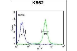 ACSM1 Antibody (N-term) (ABIN653232 and ABIN2842765) flow cytometric analysis of K562 cells (right histogram) compared to a negative control cell (left histogram). (ACSM1 Antikörper  (N-Term))