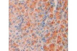 Immunohistochemistry (IHC) image for anti-SHC (Src Homology 2 Domain Containing) Transforming Protein 2 (SHC2) (AA 98-302) antibody (ABIN1860547)