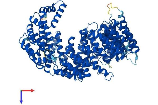 Transportin 3 Protein (TNPO3) (AA 1-923) (His tag)